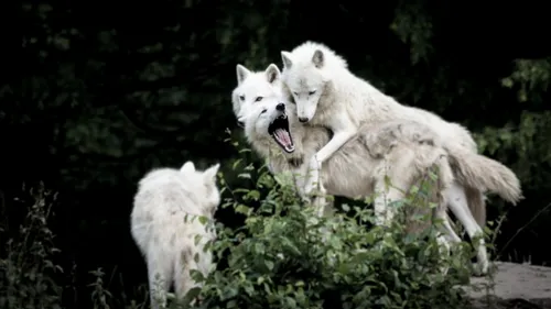 Une meute de loups aperçue en pleine rue (Vidéo)